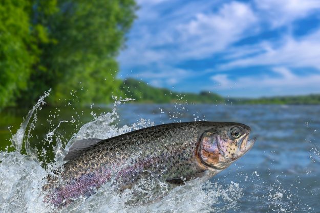 Fishing. Rainbow Trout Fish Jumping With Splashing In Water