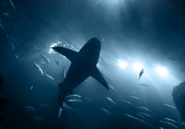 Shark Underwater In Blue