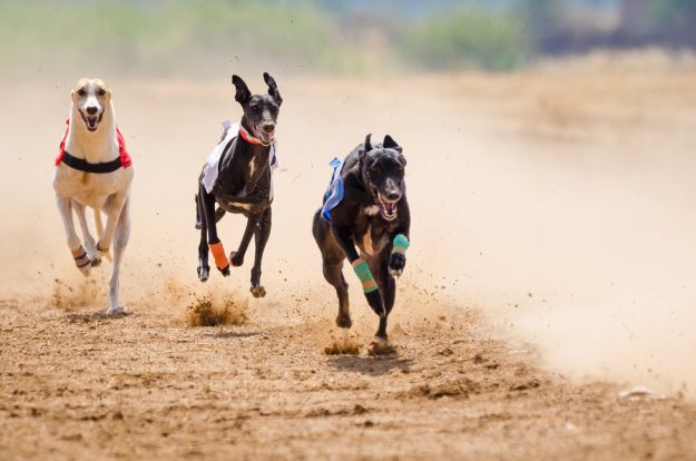 Greyhound At Full Speed During A Race