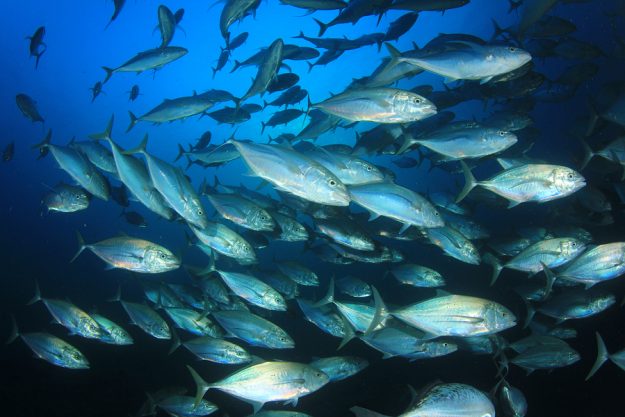 Tuna fish in ocean