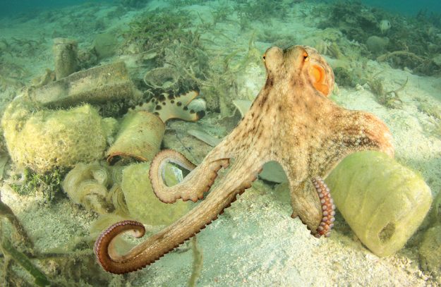 Octopus and plastic pollution in ocean. Plastic bottles and bags