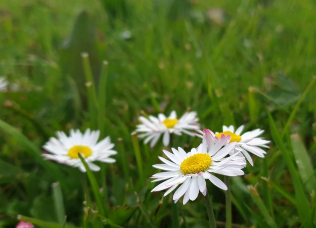 Daisy Bloom – Dementia Understand Together A garden festival for people with dementia is taking place in Dublin very soon